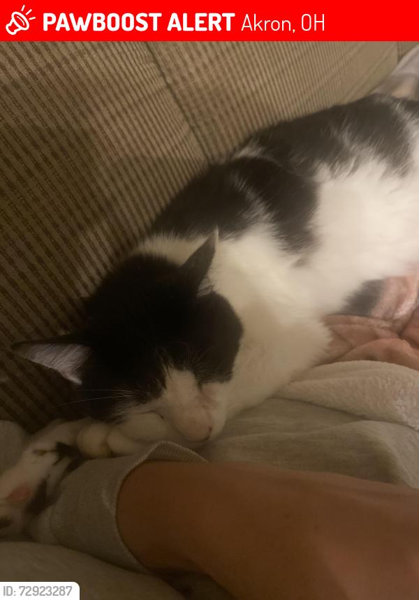 Lost Male Cat last seen Riverwoods HOA Akron, Akron, OH 44313