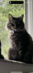 Lost Male Cat last seen 25th street & Ablany , Beech Grove, IN 46107