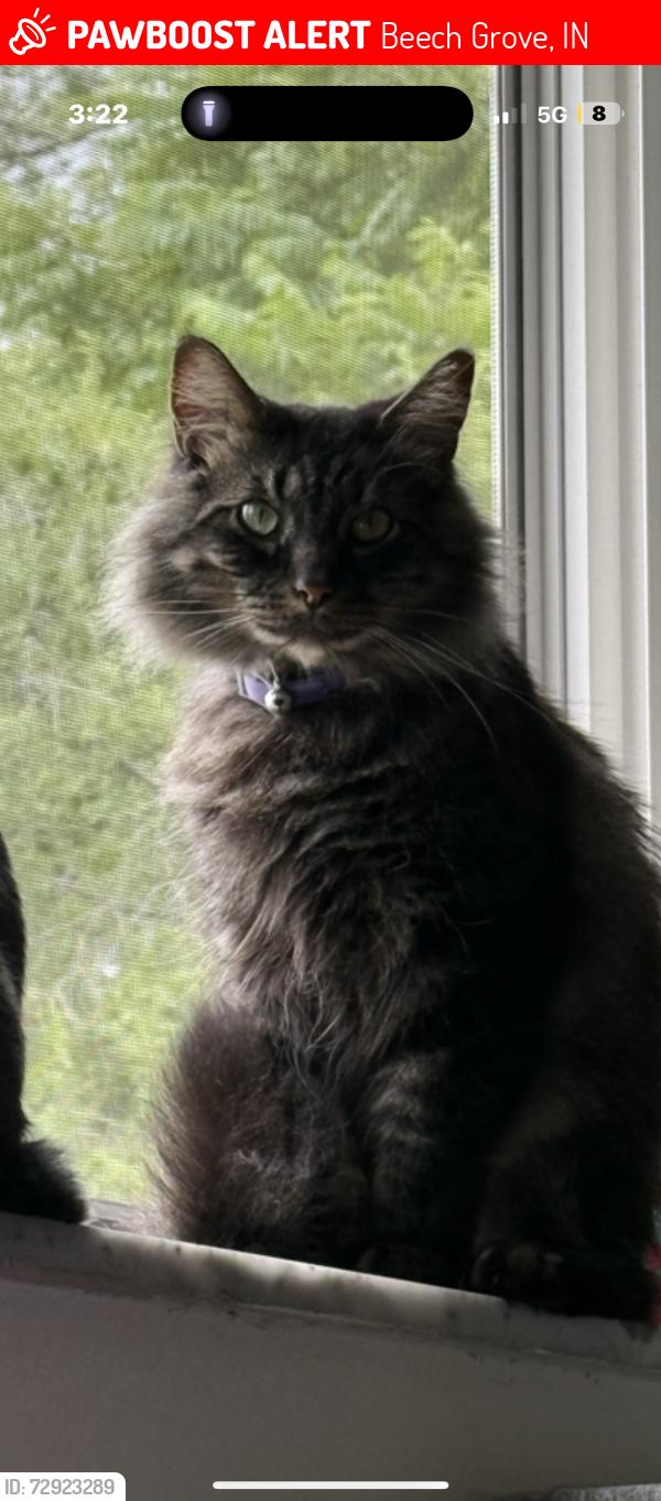 Lost Male Cat last seen 25th street & Ablany , Beech Grove, IN 46107