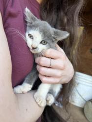 Lost Female Cat last seen Shope Lake Rd & Folsom Rd, Gordon County, GA 30103