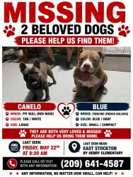 Reunited Male Dog last seen Near Section Ave, Stockton, CA 95215, USA, Stockton, CA 95215