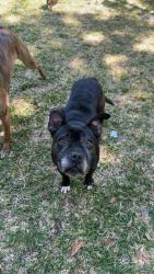 Lost Female Dog last seen Miles Jameson , Summerville, SC 29485