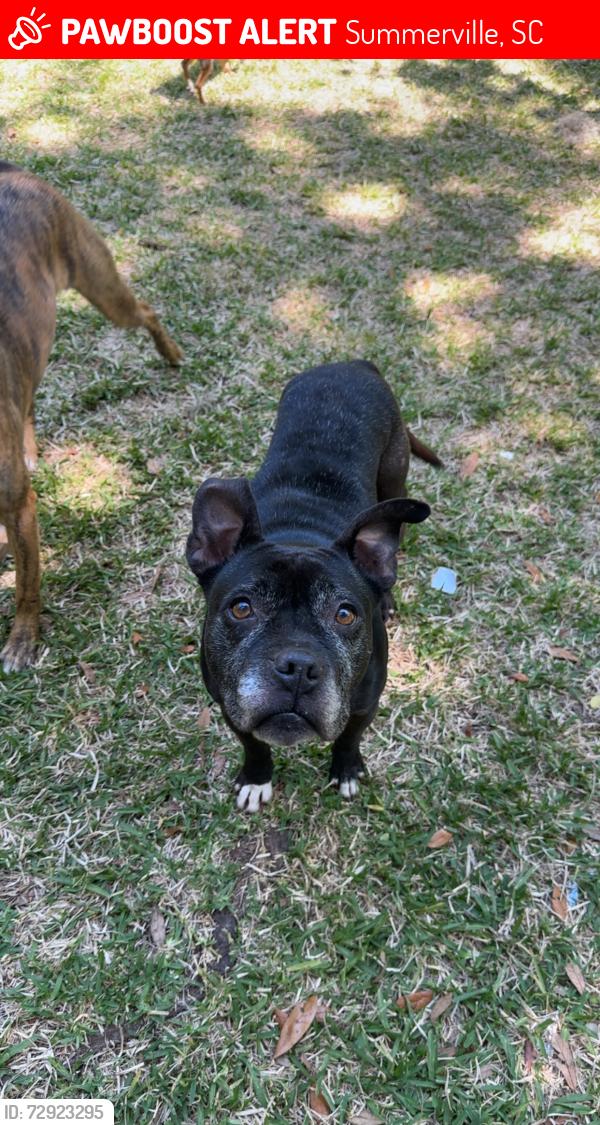 Lost Female Dog last seen Miles Jameson , Summerville, SC 29485