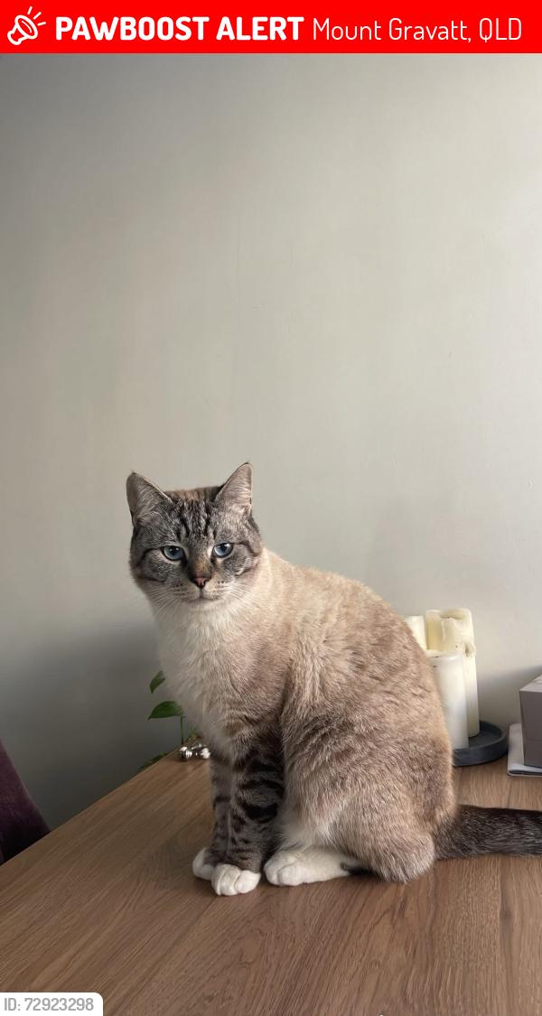 Lost Male Cat last seen Gordon Parade, Mount Gravatt QLD, Mount Gravatt, QLD 4122