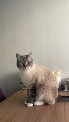 Lost Male Cat last seen Gordon Parade, Mount Gravatt QLD, Mount Gravatt, QLD 4122