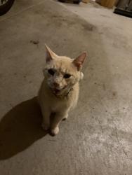 Found/Stray Unknown Cat last seen 18th Avenue South , Minneapolis, MN 55407