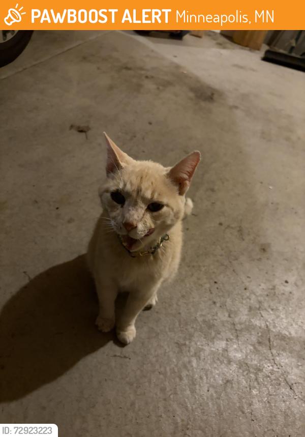 Found/Stray Unknown Cat last seen 18th Avenue South , Minneapolis, MN 55407