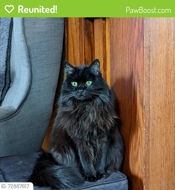 Reunited Female Cat last seen Between Aldine and Wheeler , Saint Paul, MN 55104