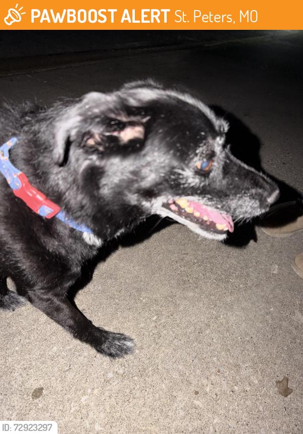 Found/Stray Male Dog last seen Kimberly Ln, St. Peters, MO 63376