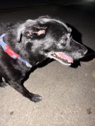 Found/Stray Male Dog last seen Kimberly Ln, St. Peters, MO 63376