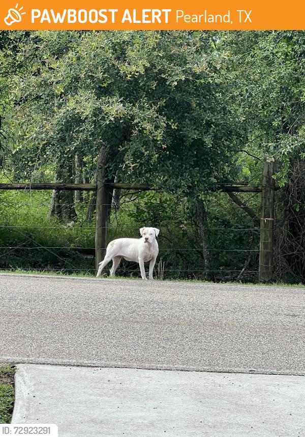 Found/Stray Female Dog last seen Pearland, TX, Pearland, TX 77581