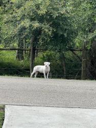 Found/Stray Female Dog last seen Pearland, TX, Pearland, TX 77581