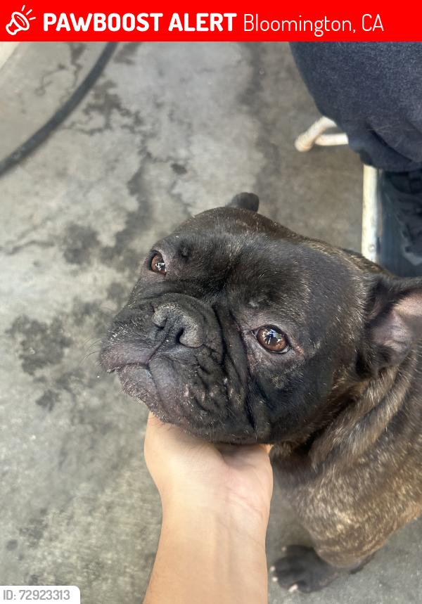 Lost Female Dog last seen Spc 95, Bloomington, CA 92316