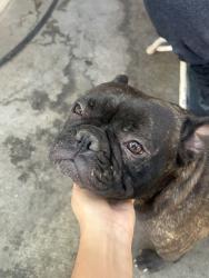 Lost Female Dog last seen Spc 95, Bloomington, CA 92316