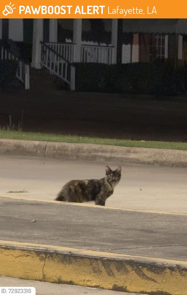 Found/Stray Unknown Cat last seen Cvs parking lot, Lafayette, LA 70503