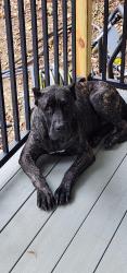 Reunited Female Dog last seen North main , Salisbury, NC 28144