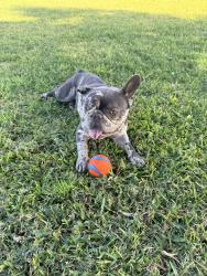 Lost Male Dog last seen Pacific St, San Bernardino, CA 92404