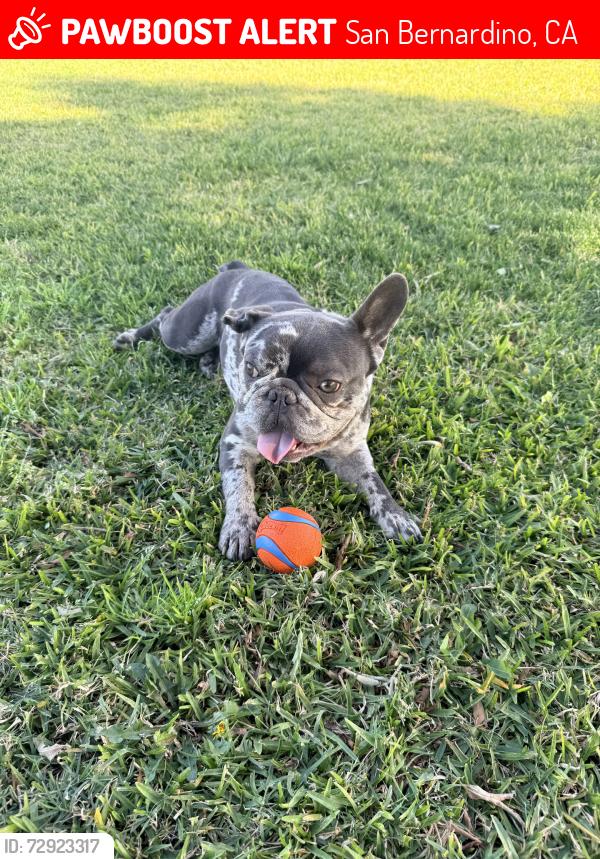 Lost Male Dog last seen Pacific St, San Bernardino, CA 92404
