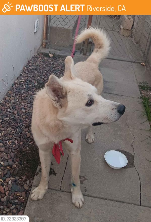 Found/Stray Male Dog last seen Jurupa near the bridge over the train tracks, Riverside, CA 92506