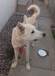 Found/Stray Male Dog last seen Jurupa near the bridge over the train tracks, Riverside, CA 92506