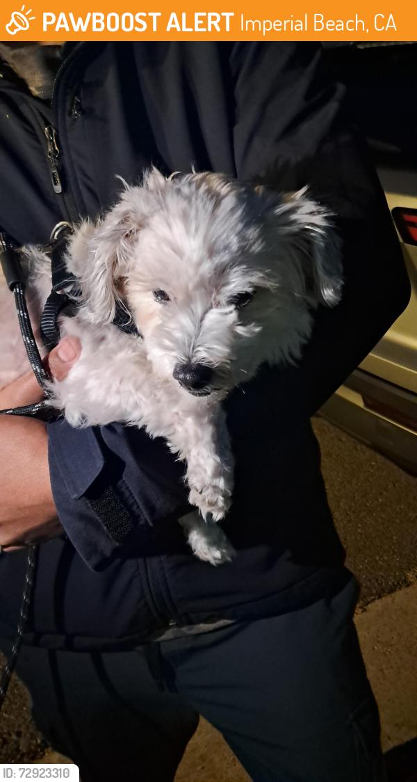 Found/Stray Female Dog last seen 2nd and donax, Imperial Beach, CA 91932
