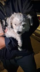 Found/Stray Female Dog last seen 2nd and donax, Imperial Beach, CA 91932
