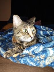 Reunited Female Cat last seen Gardenia and Goldenrod, Buena Park, CA 90620