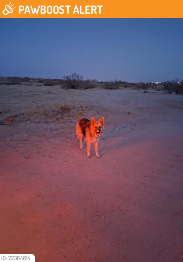 Found/Stray Unknown Dog last seen Dillon Road and Ford Sky Valley, Desert Hot Springs, CA 92240