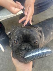Lost Male Dog last seen Spc 95, Bloomington, CA 92316
