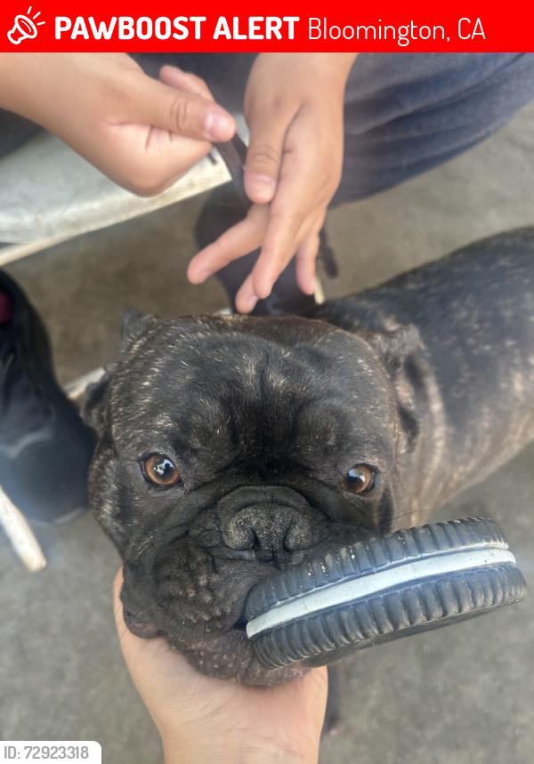 Lost Male Dog last seen Spc 95, Bloomington, CA 92316