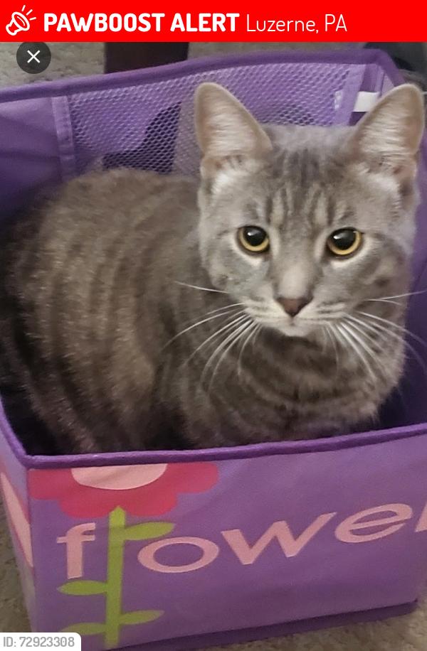 Lost Male Cat last seen Luzerne , Luzerne, PA 18709