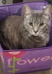 Lost Male Cat last seen Luzerne , Luzerne, PA 18709