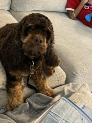 Lost Male Dog last seen Pinecrest, McKinney, TX 75070