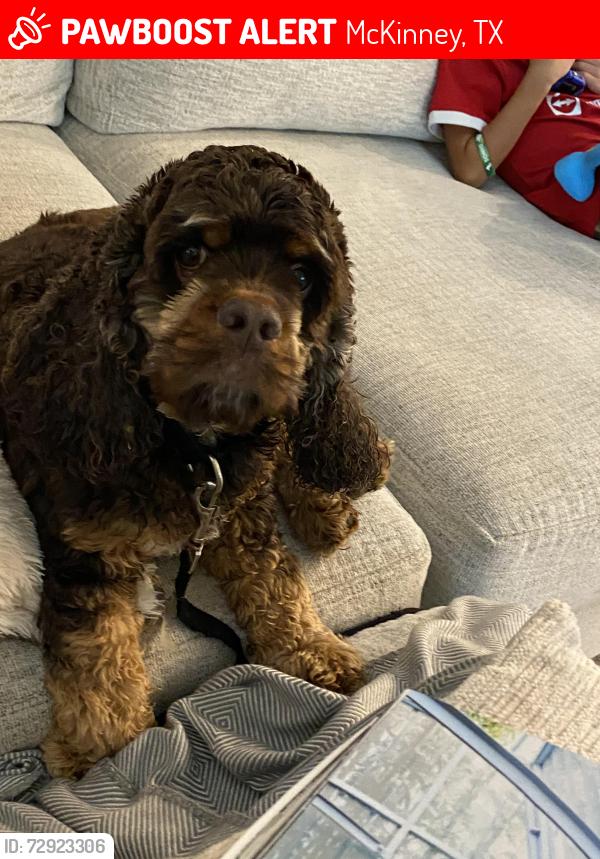 Lost Male Dog last seen Pinecrest, McKinney, TX 75070