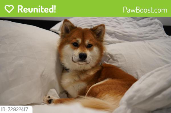 Reunited Male Dog last seen S 228th Pl, Kent, WA 98031