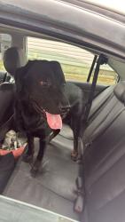 Reunited Male Dog last seen Near Brandon park Williamsport , Williamsport, PA 17701