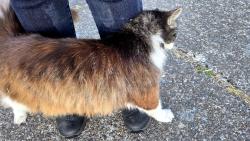 Found/Stray Unknown Cat last seen 206th and rock rd, Aloha, OR 97003