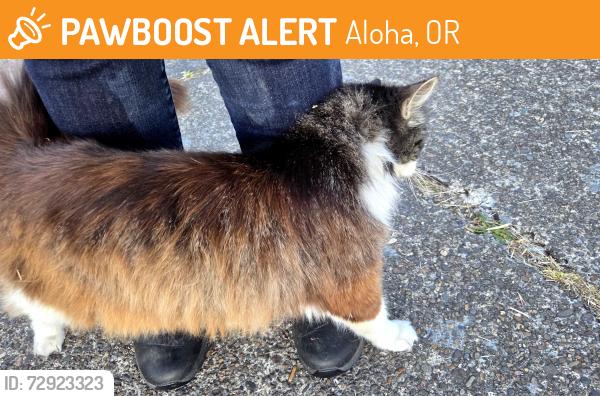 Found/Stray Unknown Cat last seen 206th and rock rd, Aloha, OR 97003