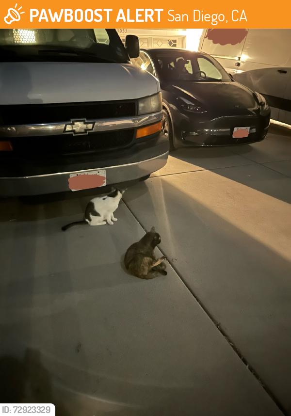 Found/Stray Unknown Cat last seen walking around Avenida Del General crosswalk, San Diego, CA 92129