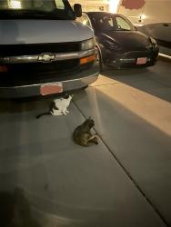 Found/Stray Unknown Cat last seen walking around Avenida Del General crosswalk, San Diego, CA 92129