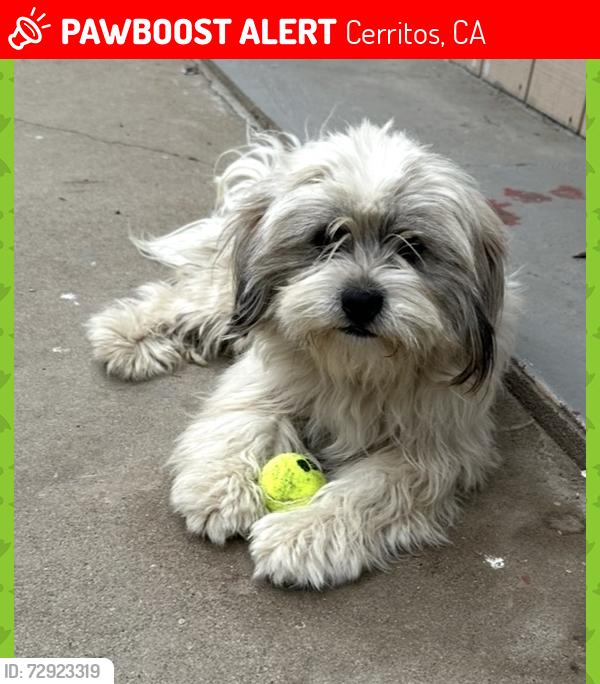 Lost Male Dog last seen Shoemaker Ave and 166th Street in Cerritos , Ca 90703, Cerritos, CA 90703