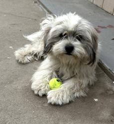 Lost Male Dog last seen Shoemaker Ave and 166th Street in Cerritos , Ca 90703, Cerritos, CA 90703
