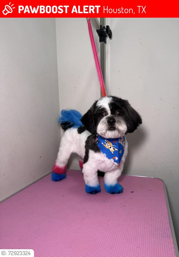 Lost Male Dog last seen Near Wellington st, Houston, TX 77093