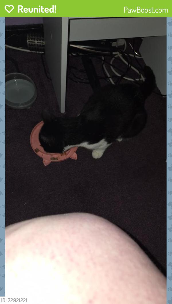 Reunited Female Cat last seen Main street, Lennoxtown , Lennoxtown, Scotland G66 7DN