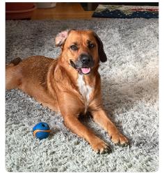 Lost Female Dog last seen Jeb Stewart Hwy and Grassy Ridge Rd., Washington County, VA 24236
