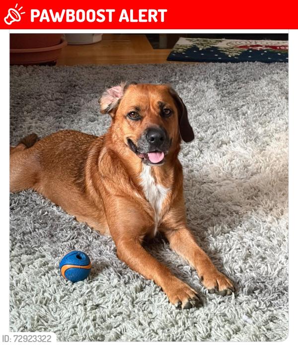 Lost Female Dog last seen Jeb Stewart Hwy and Grassy Ridge Rd., Washington County, VA 24236