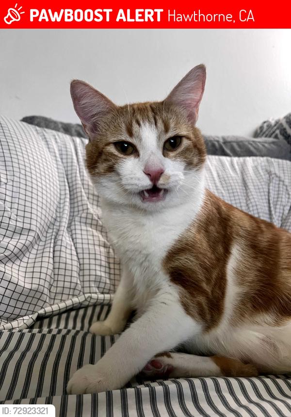 Lost Male Cat last seen Inglewood ave & Broadway , Hawthorne, CA 90250