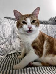 Lost Male Cat last seen Inglewood ave & Broadway , Hawthorne, CA 90250