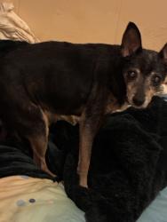 Found/Stray Male Dog last seen Blackberry Ridge , McLoud, OK 74851