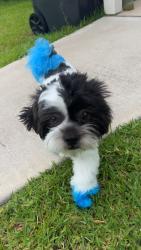 Lost Male Dog last seen Hardy toll road , Houston, TX 77076